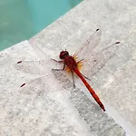 Πανσιόν Finca La Barca